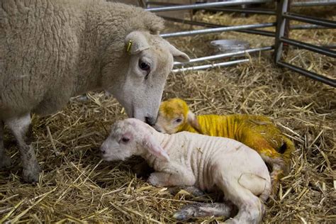 Lamb From Farm to Table .